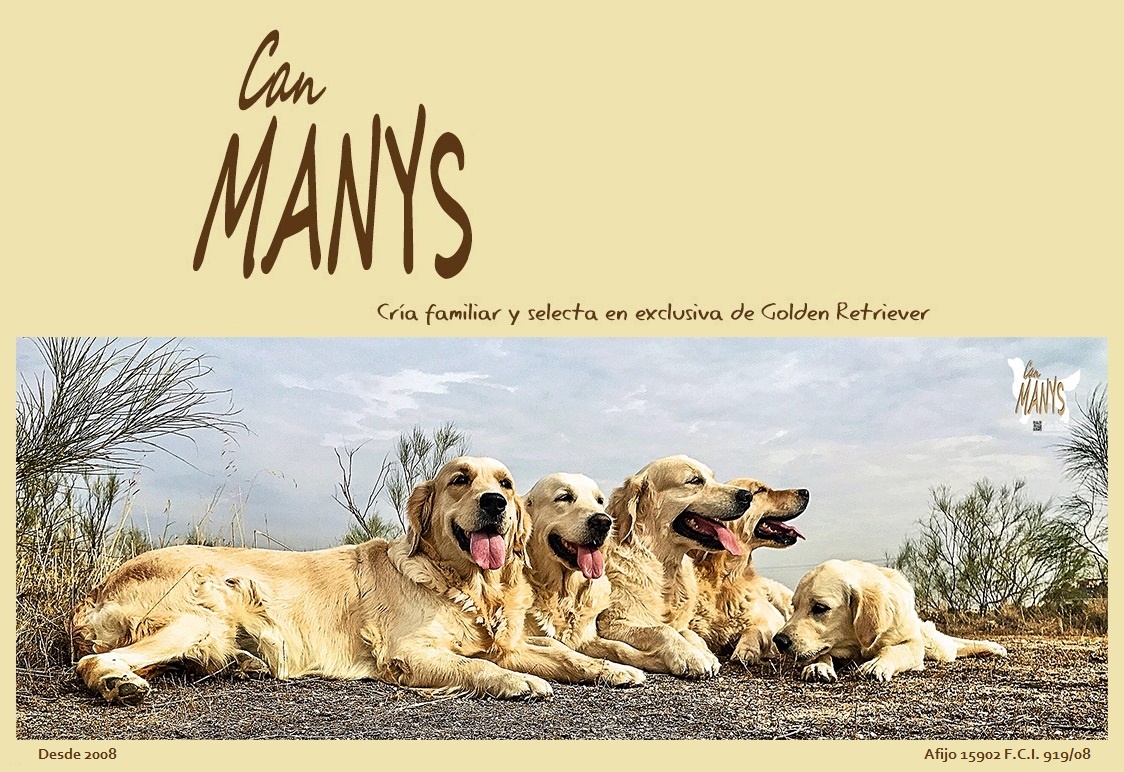 CAN MANYS Golden Retriever